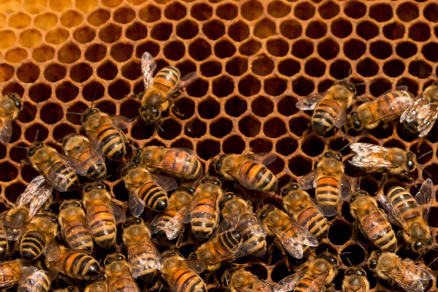 Construction firm fined after fatal bee attack on worker